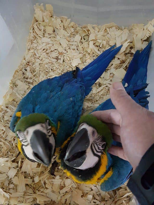 Blue & Gold Macaws image 1