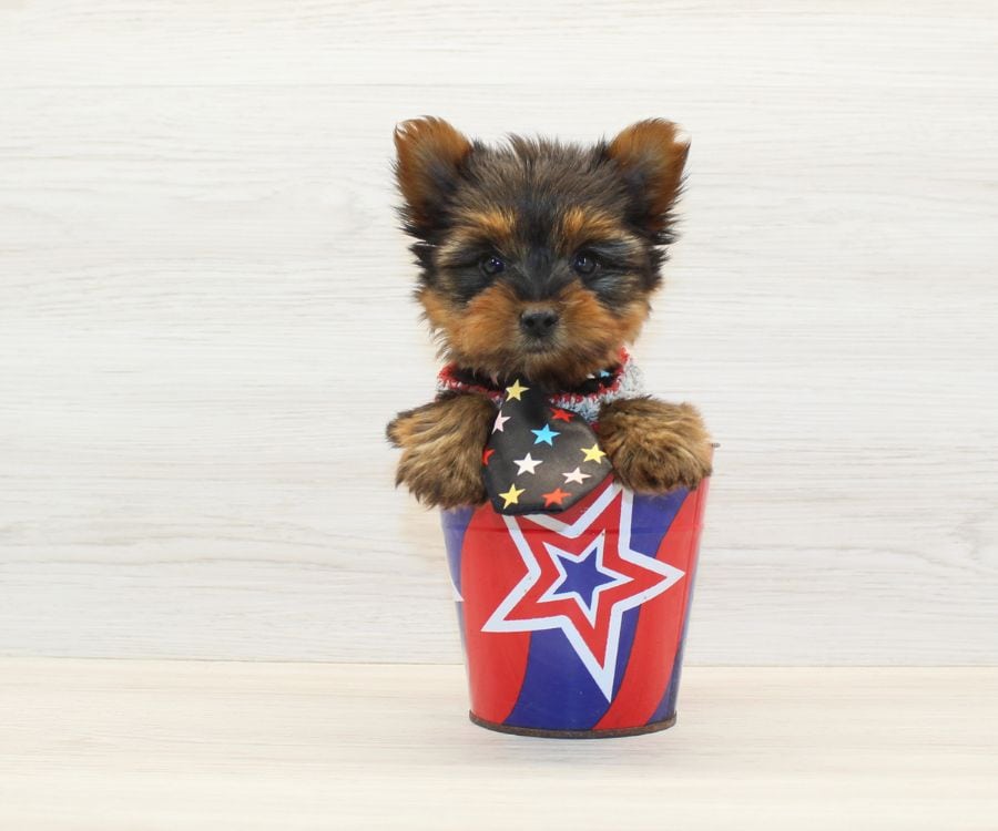 Tiny Yorkie Puppy For Sale image 4