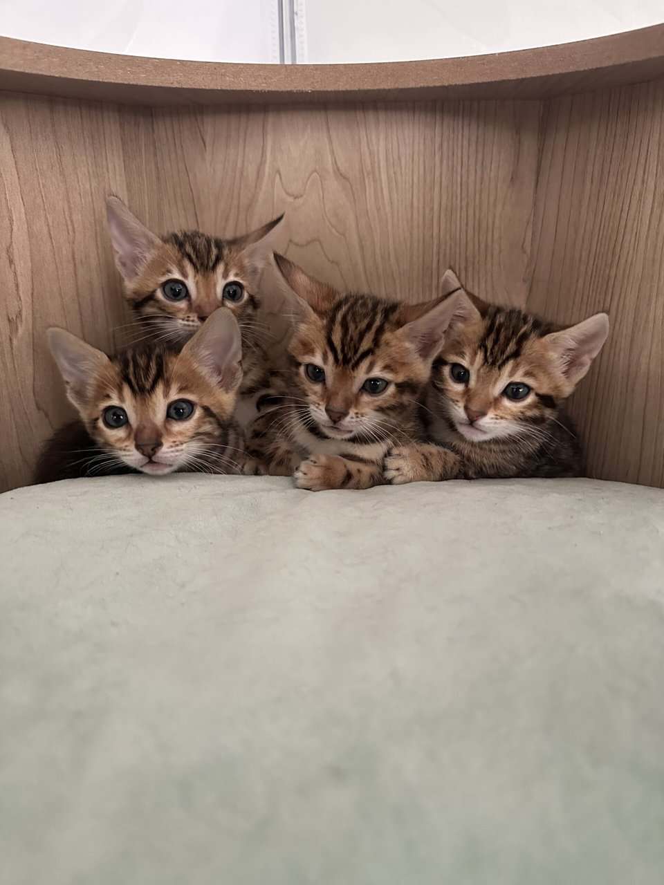 Bengal Kittens image 1