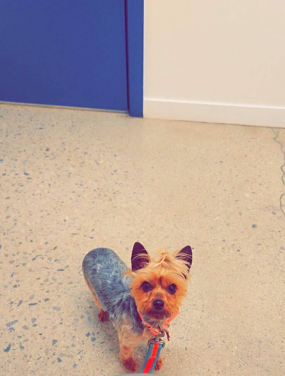 Yorkie Puppies image 3