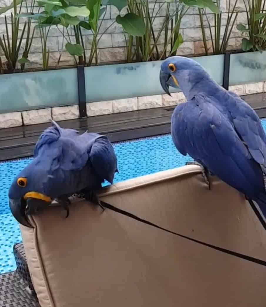 DNA tested fertile hyacinth macaw bonded pair image 6