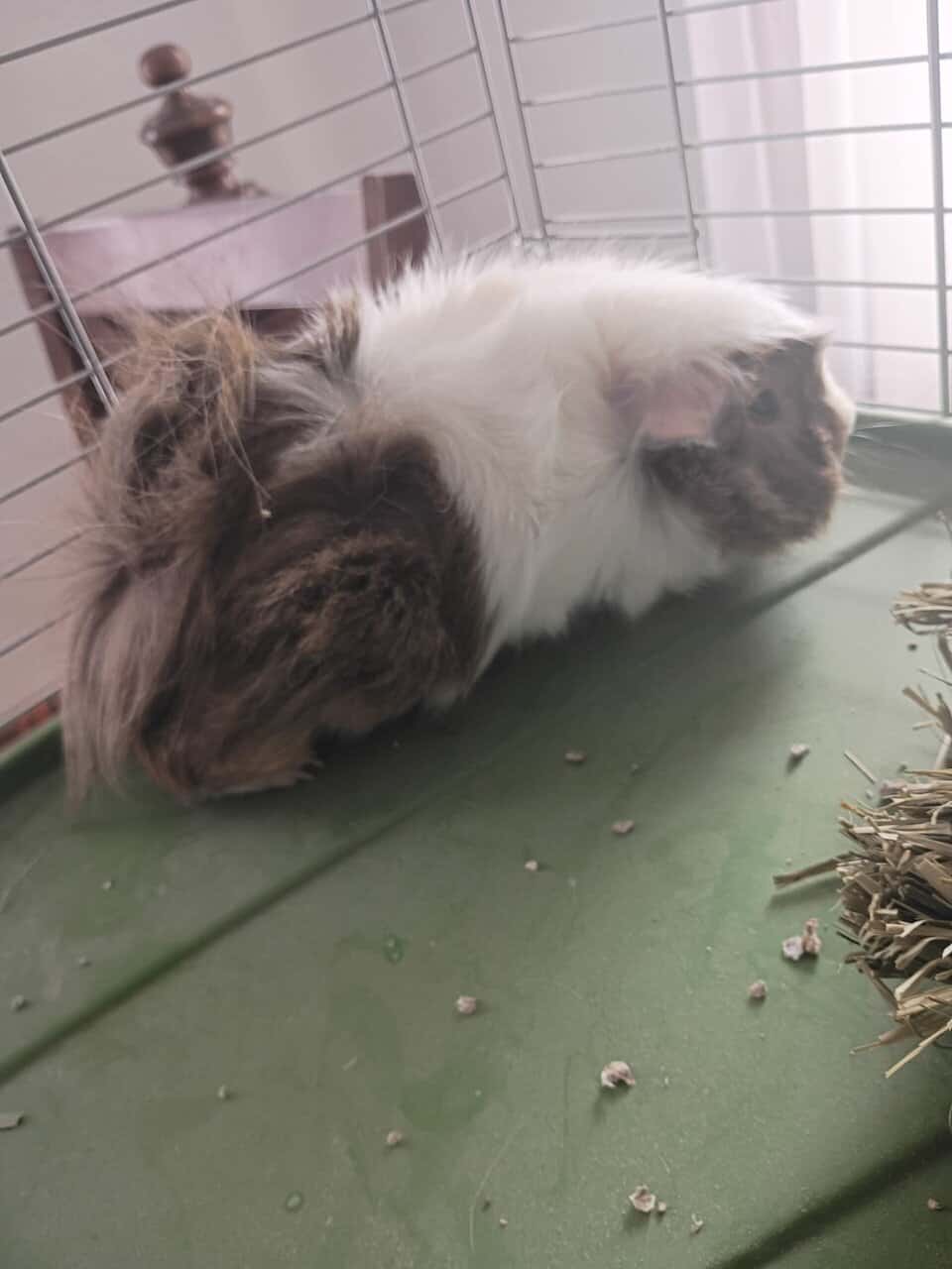 2 Bonded Female Guinea Pigs image 2