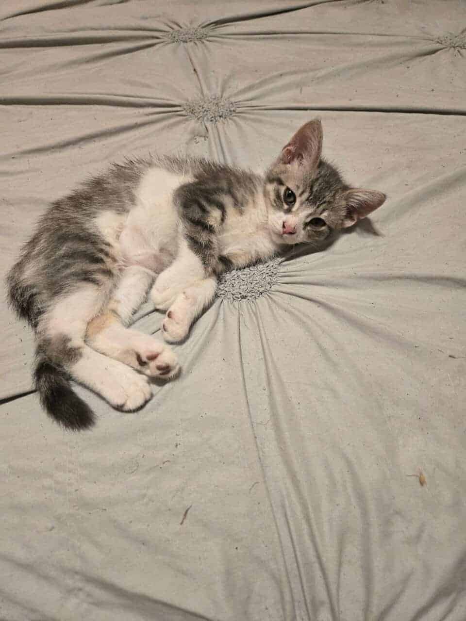 4 twelve week old kittens ready for rehoming image 5
