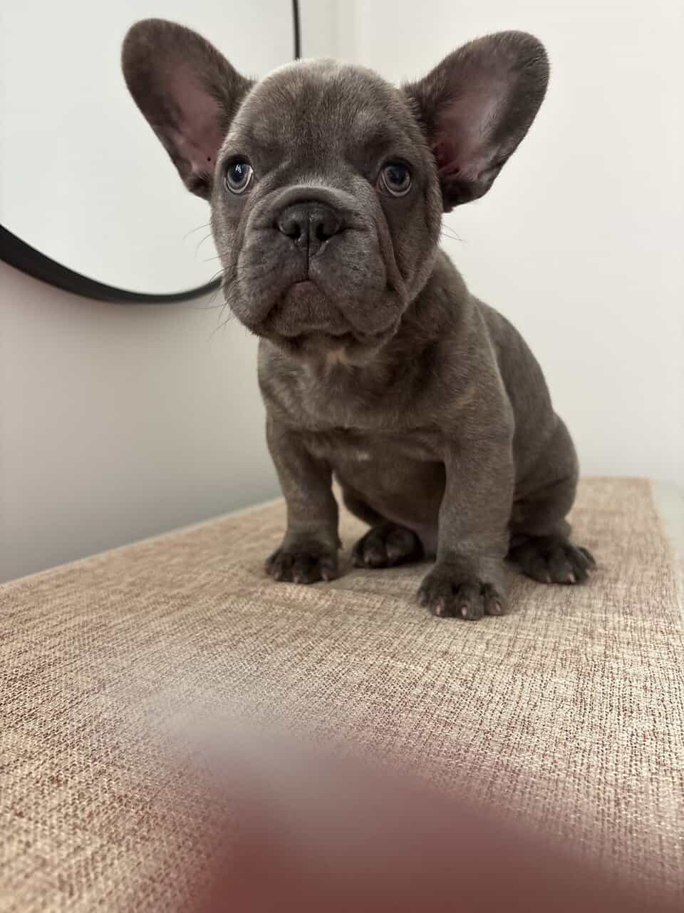 Frenchie for sale image 5