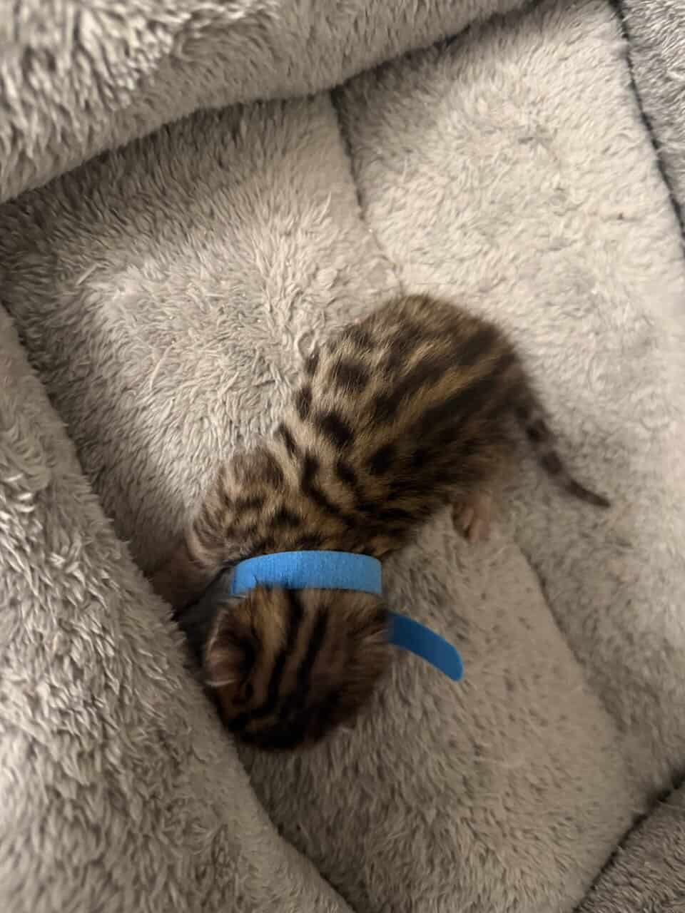 Bengal Kittens TICA Registered image 6