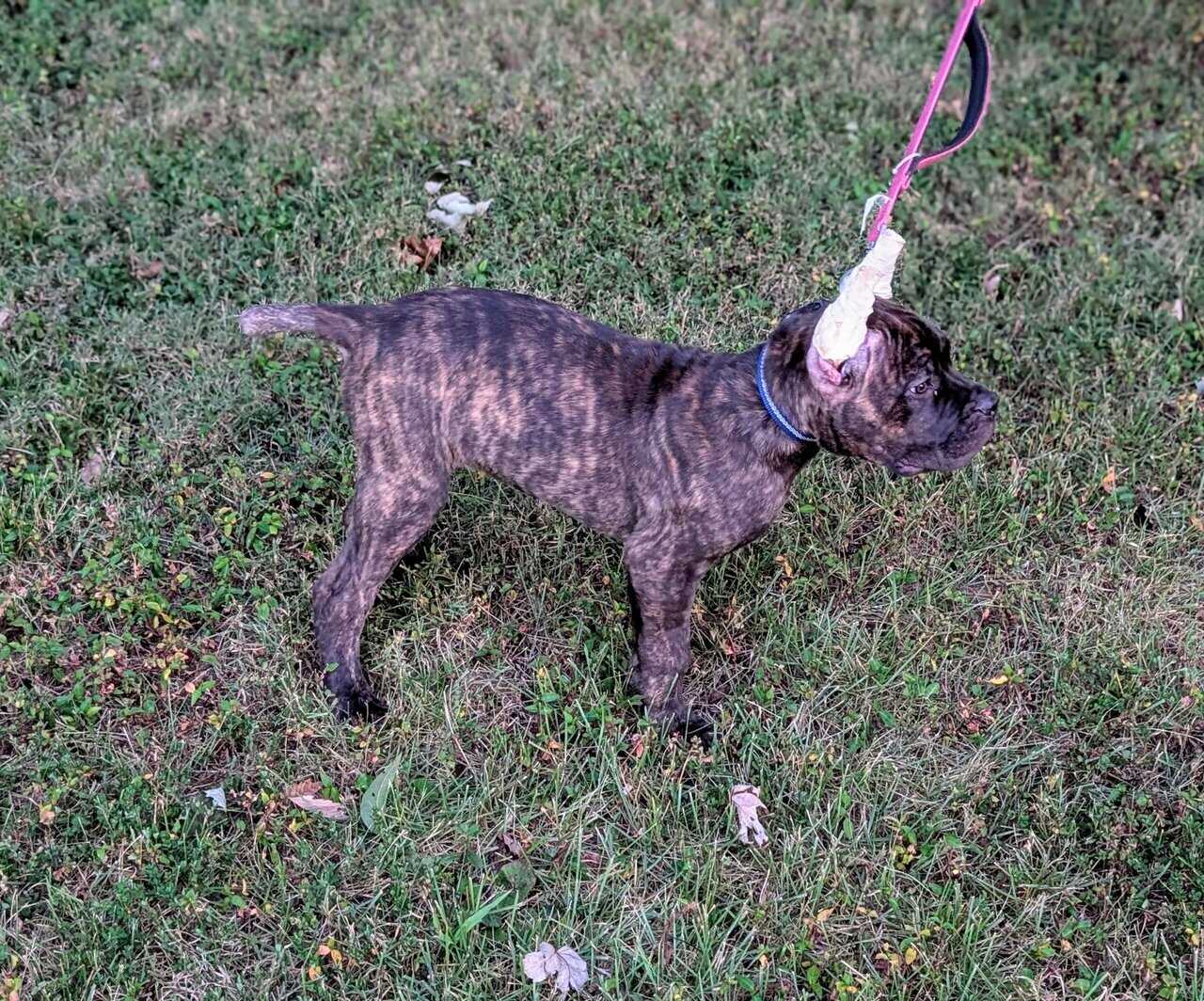 12 week Cane Corso puppy image 5