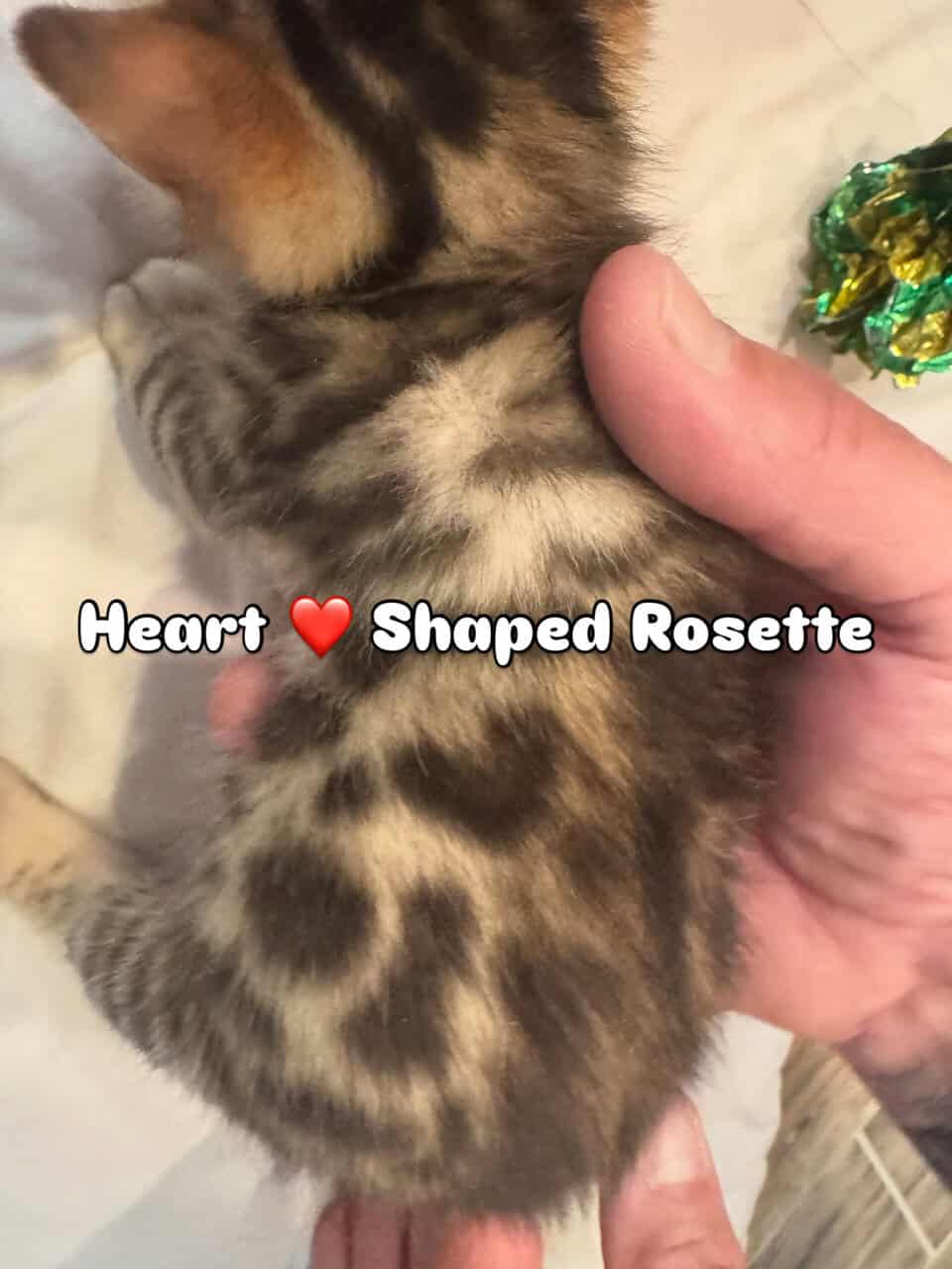 Bengal Kittens Available image 7
