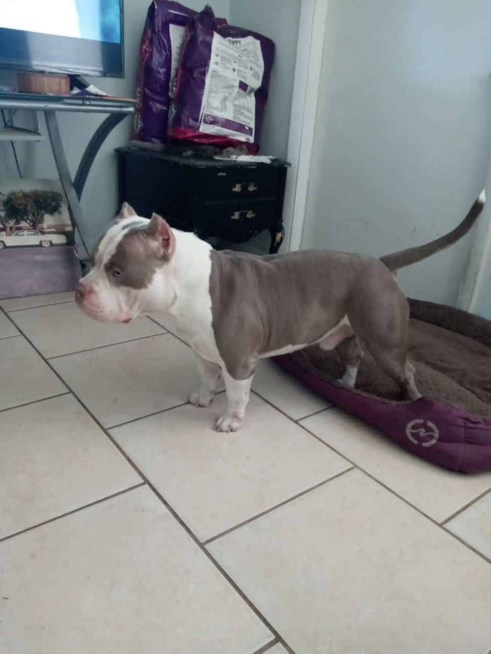 American Bully puppies for sale image 2