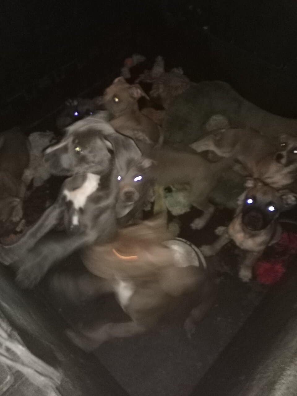 I have nine pitbull puppies mix they are 12 weeks image 2
