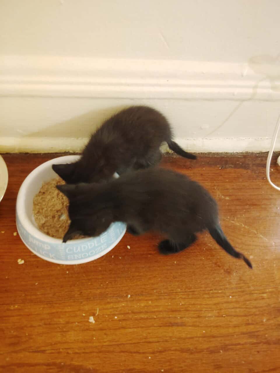 Kittens to rehome image 1