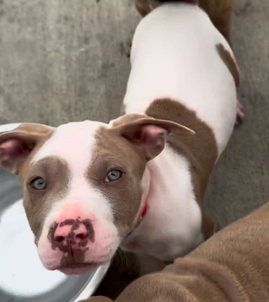 XL Pitbull puppies available image 3