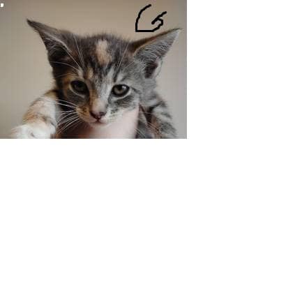 9 Week old kitten text/call for pics image 1