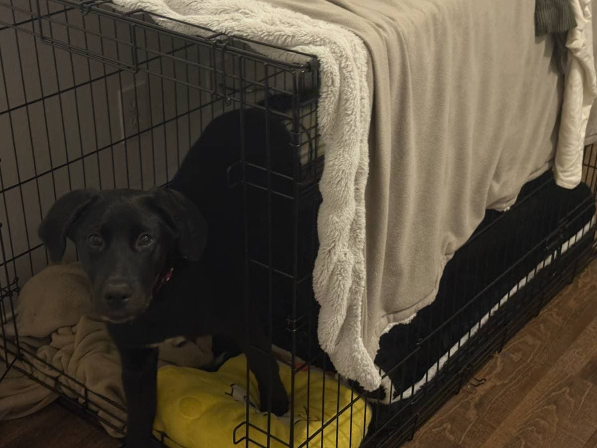 Black Lab Puppy image 4