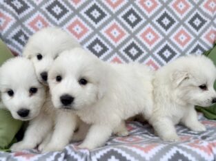 Gorgeous Puppies