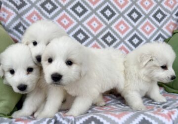 Gorgeous Puppies