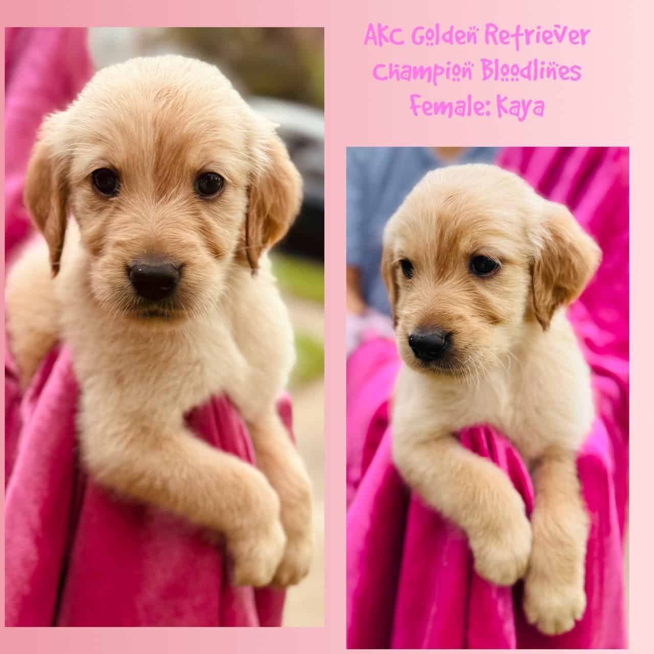 AKC Golden Retriever - Champion Bloodlines image 8