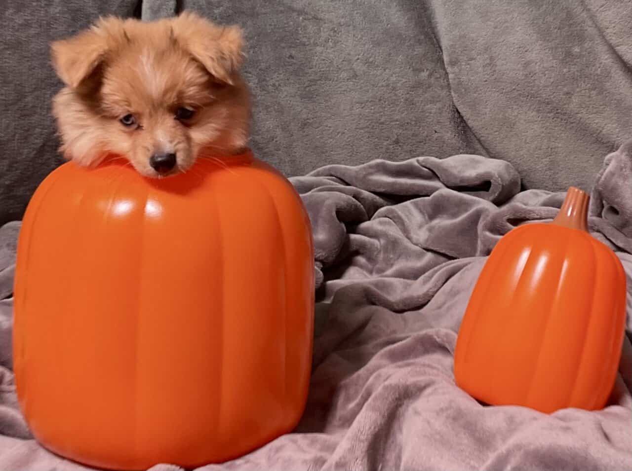 AussiePom Puppies image 5