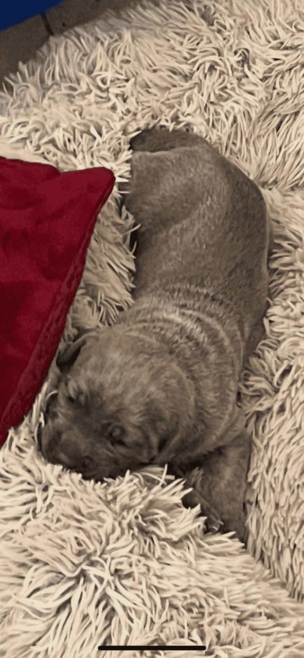 Cane Corso Puppy’s looking for there Furr Ever luv image 13
