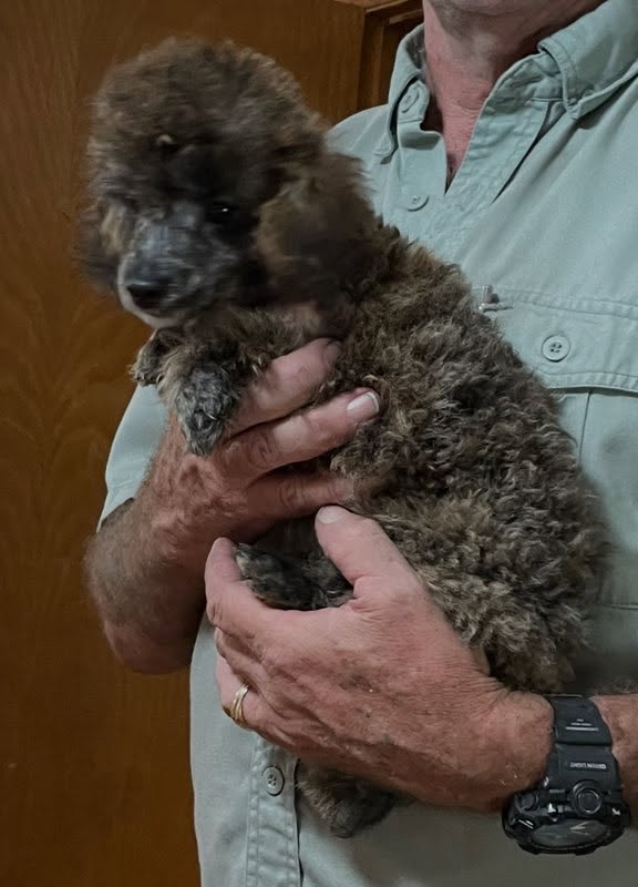 Toy Poodle image 4