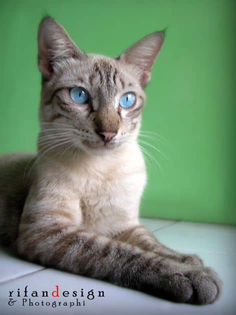 Intact Lynx Point Siamese Male image 1