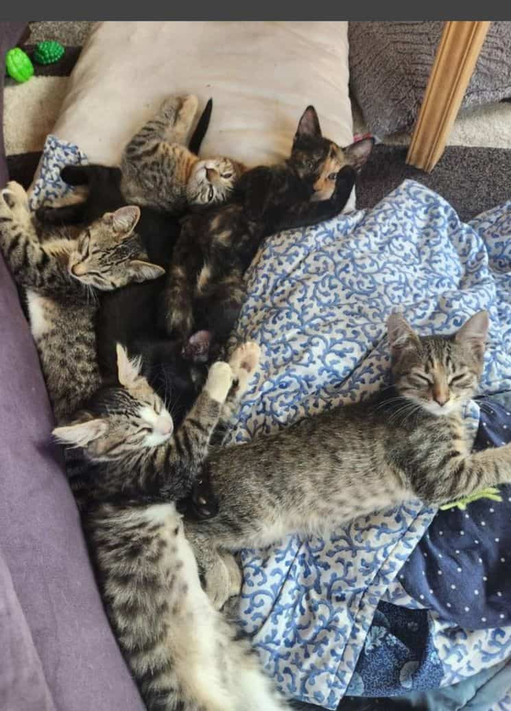 Kittens image 5