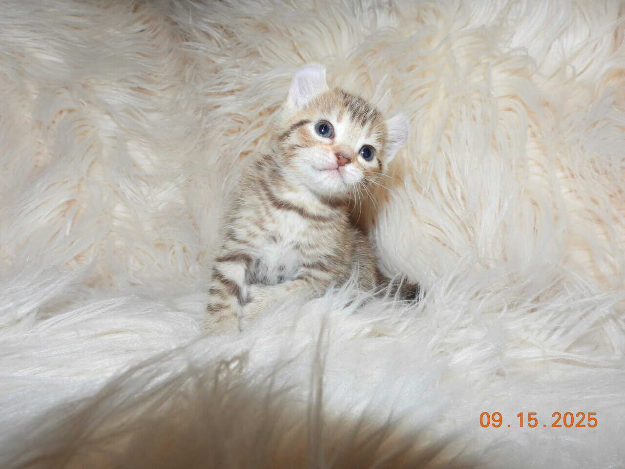 Two Highlander kittens available, male & female image 6