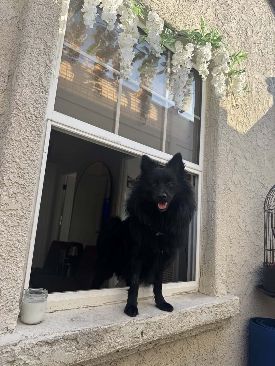Black Pomeranian Puppy image 3
