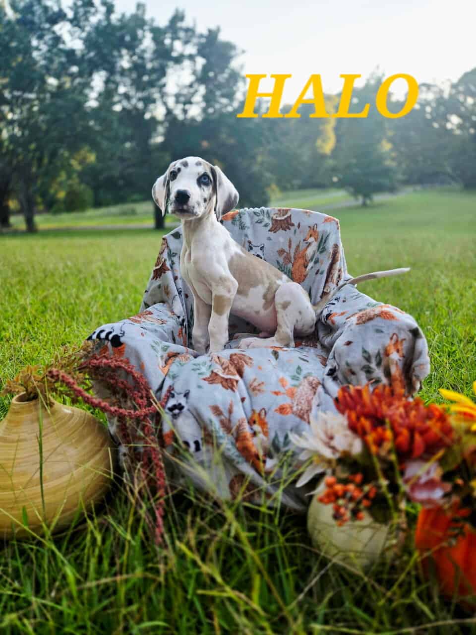 Akc Great danes image 1