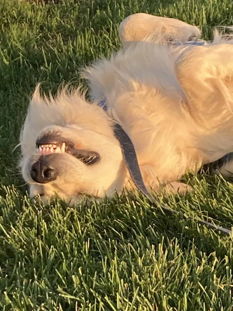3 Year Old Male English Cream Golden Retriever image 2