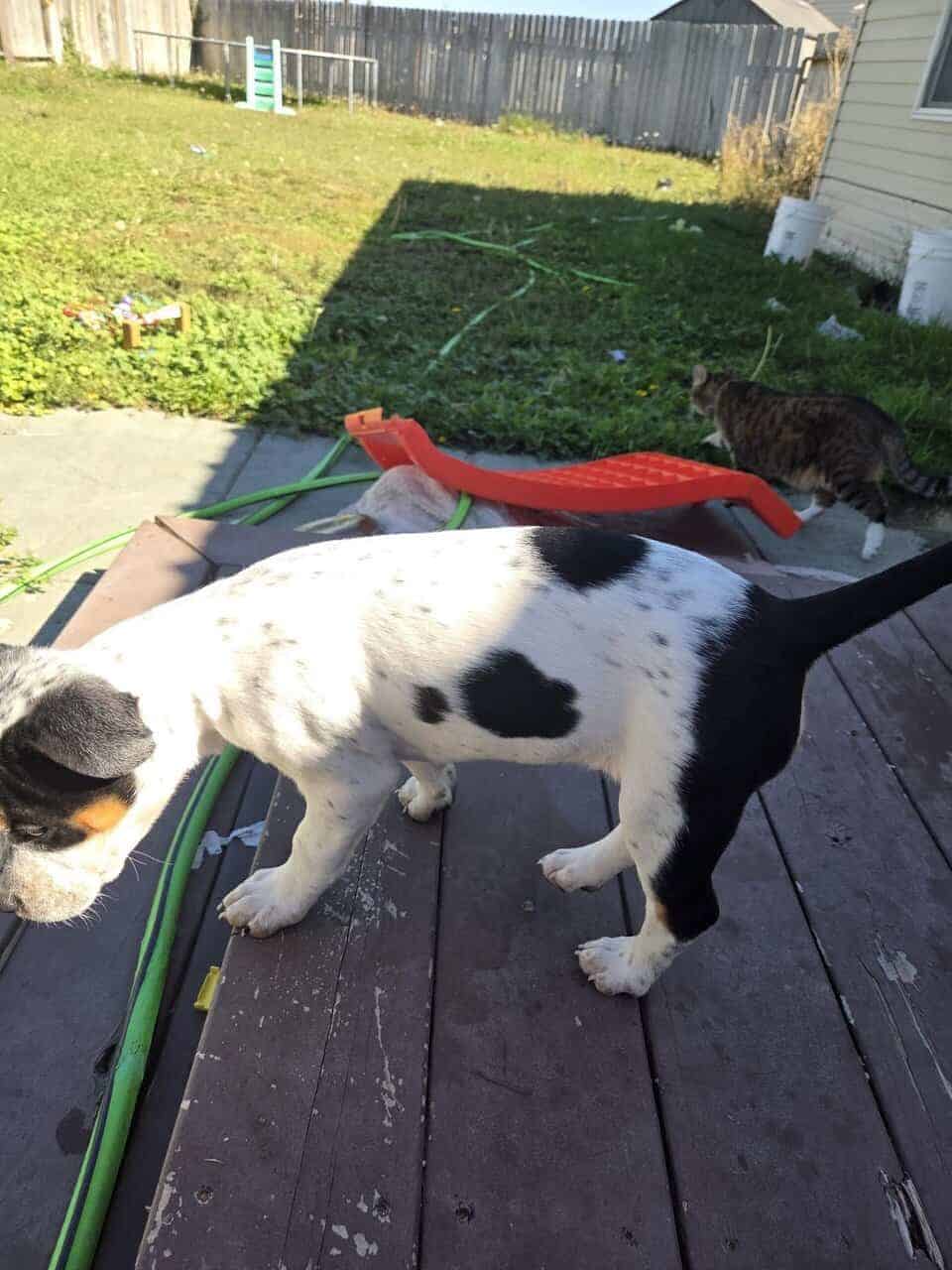 Pitt bull/Blue heeler mix puppies for sale image 5