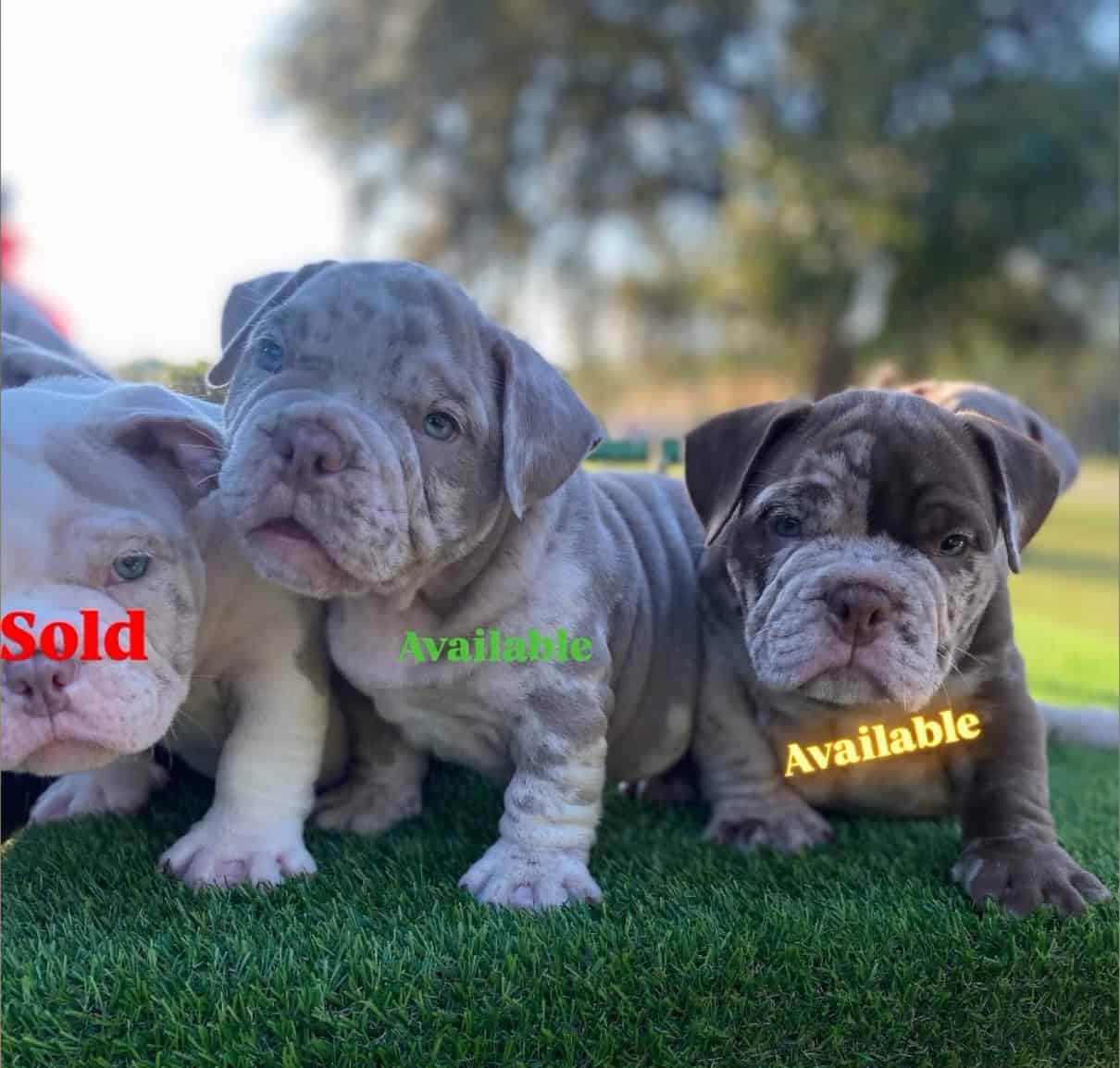 Mirco Exotic Bullies image 2
