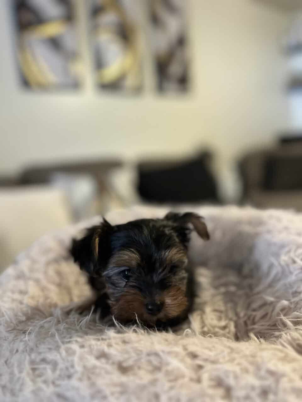 Puppies for sale - Leo image 1