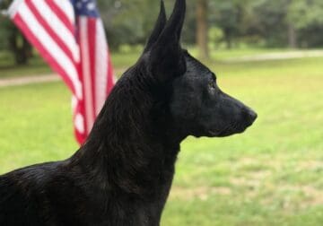 Dutch shepherd female