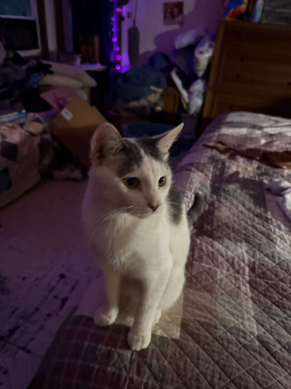 Need to rehome some cats because am moving image 3