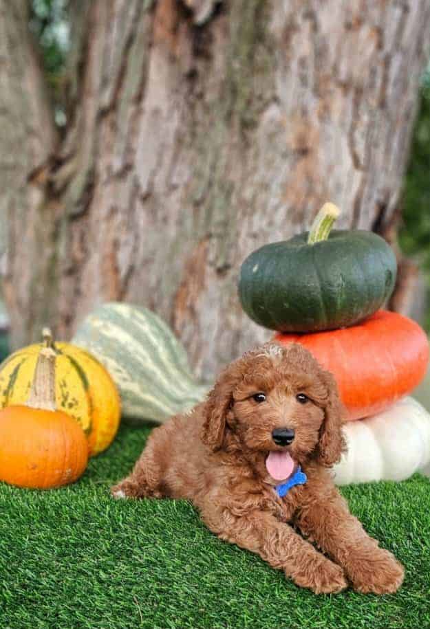 Dawson-Mini Poodle image 2