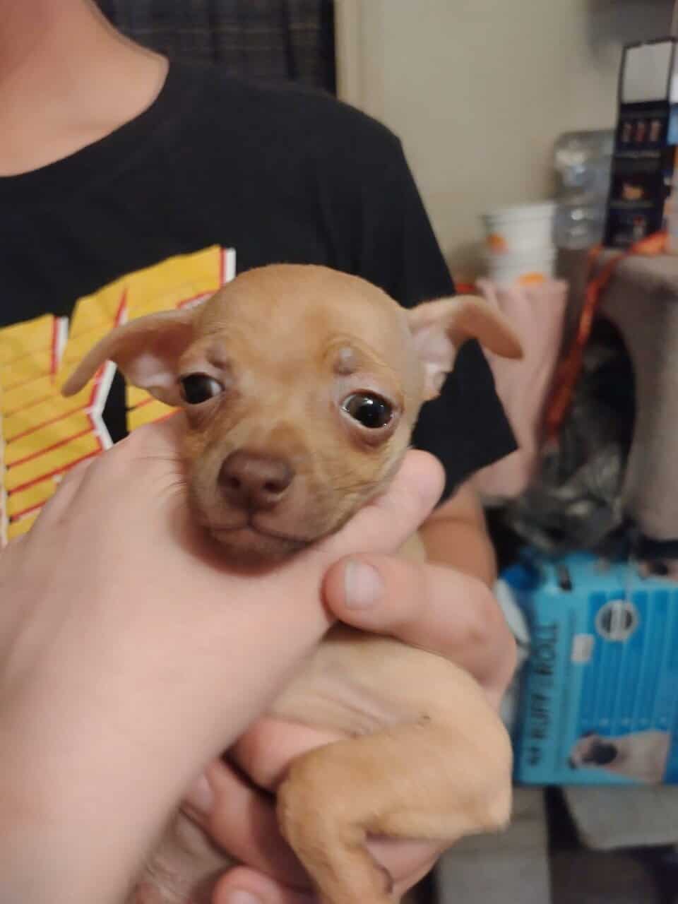 Three Chihuahua puppies in need of forever homes image 4