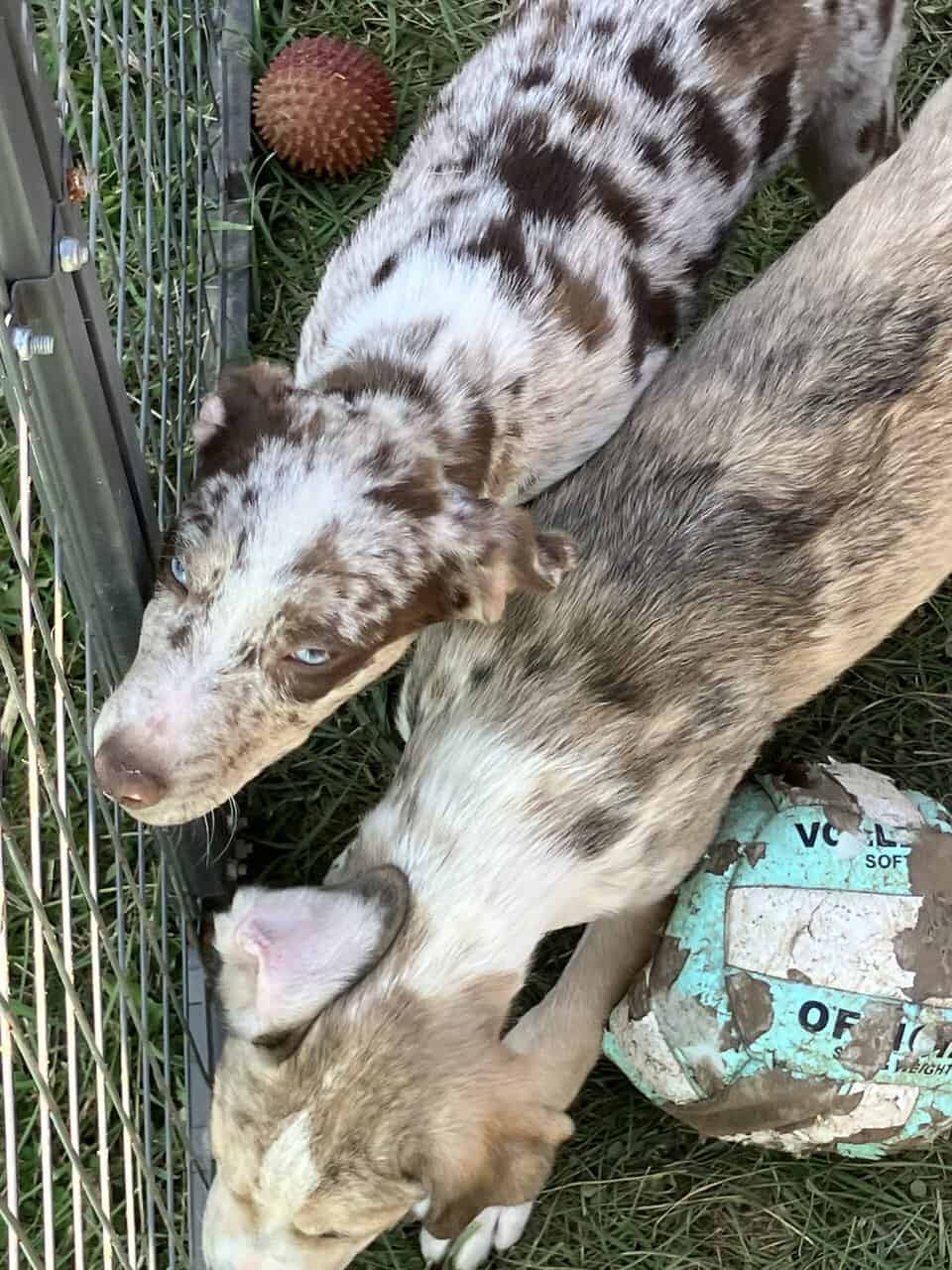 2 beautiful pups image 1