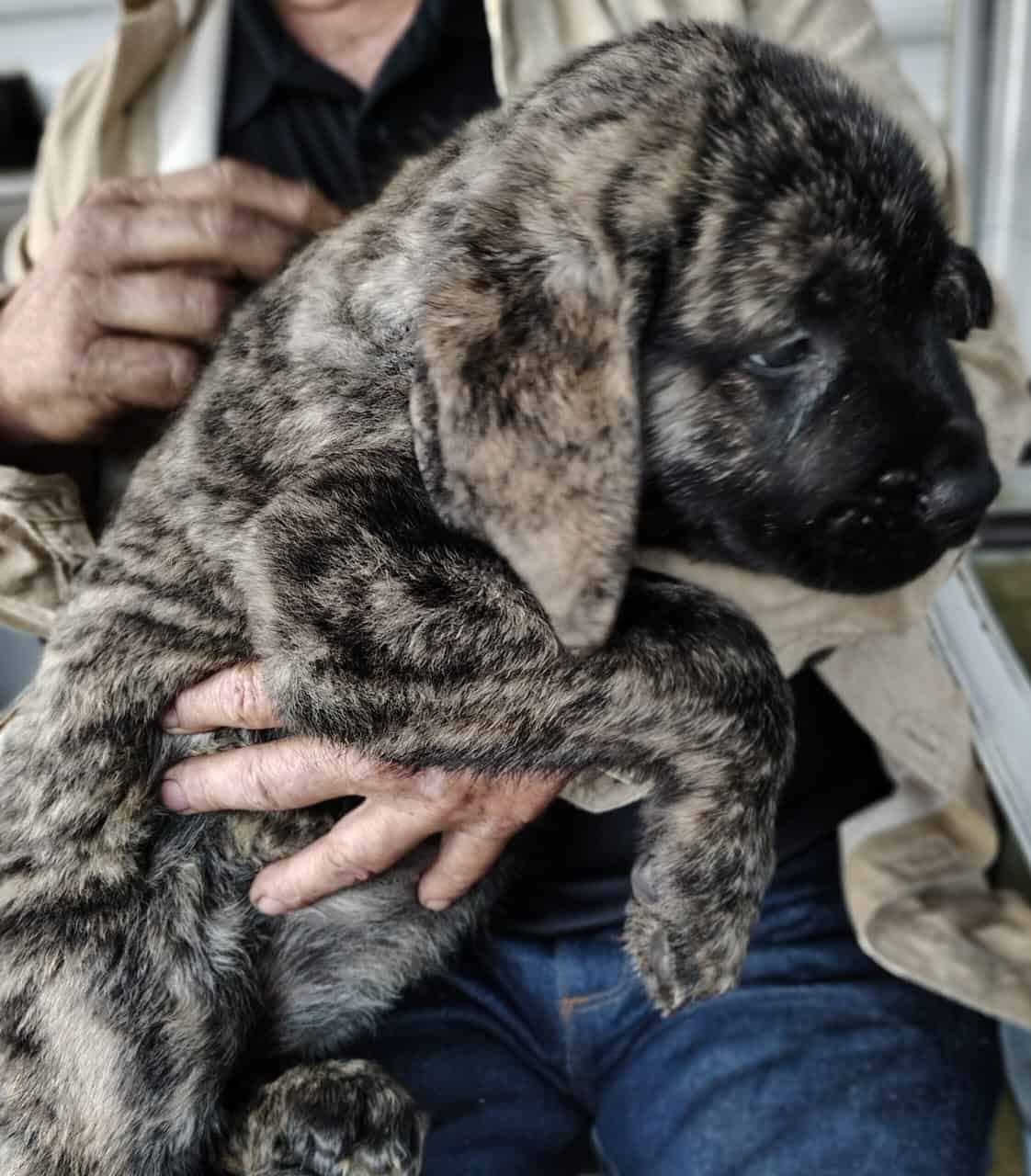 American mastiff brindle female puppies image 2