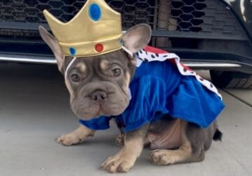 THANOS – Big Rope Fluffy Carrier