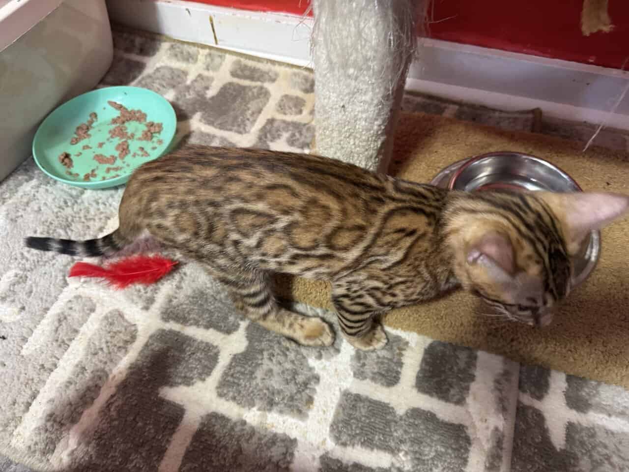 Purrr-n’s Wild Kingdom Exotic. YKittens image 3