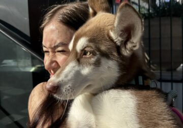 4-Month-Old Siberian Husky Puppy – Rehoming ($1000