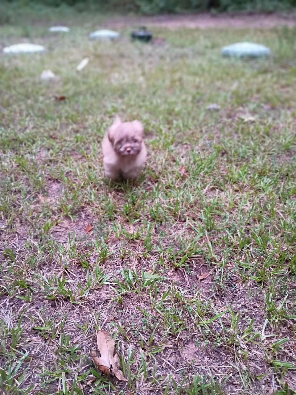 Puppies image 15