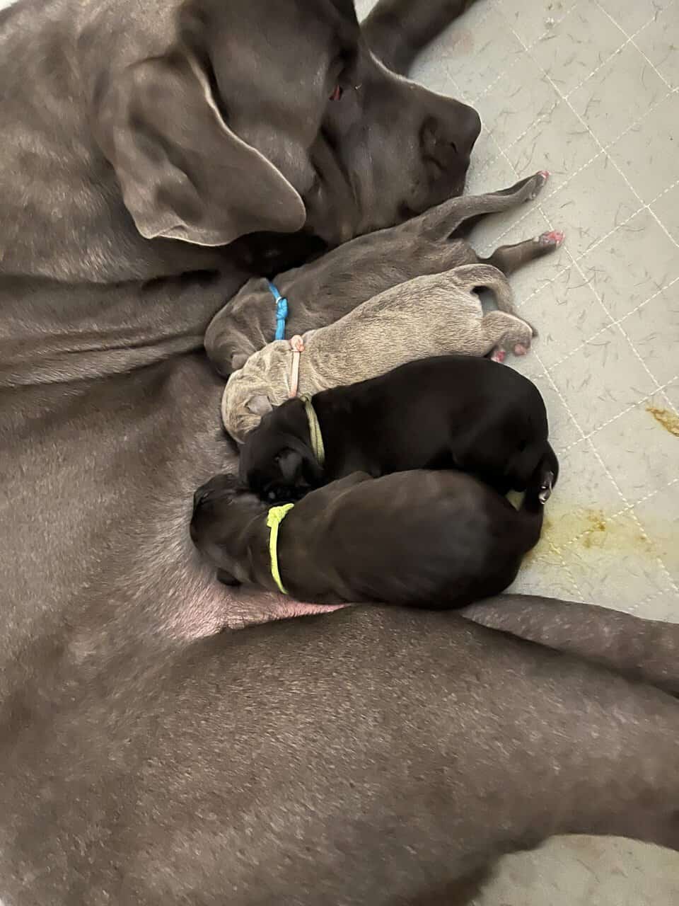 Cane Corso Puppy’s looking for there Furr Ever luv image 3