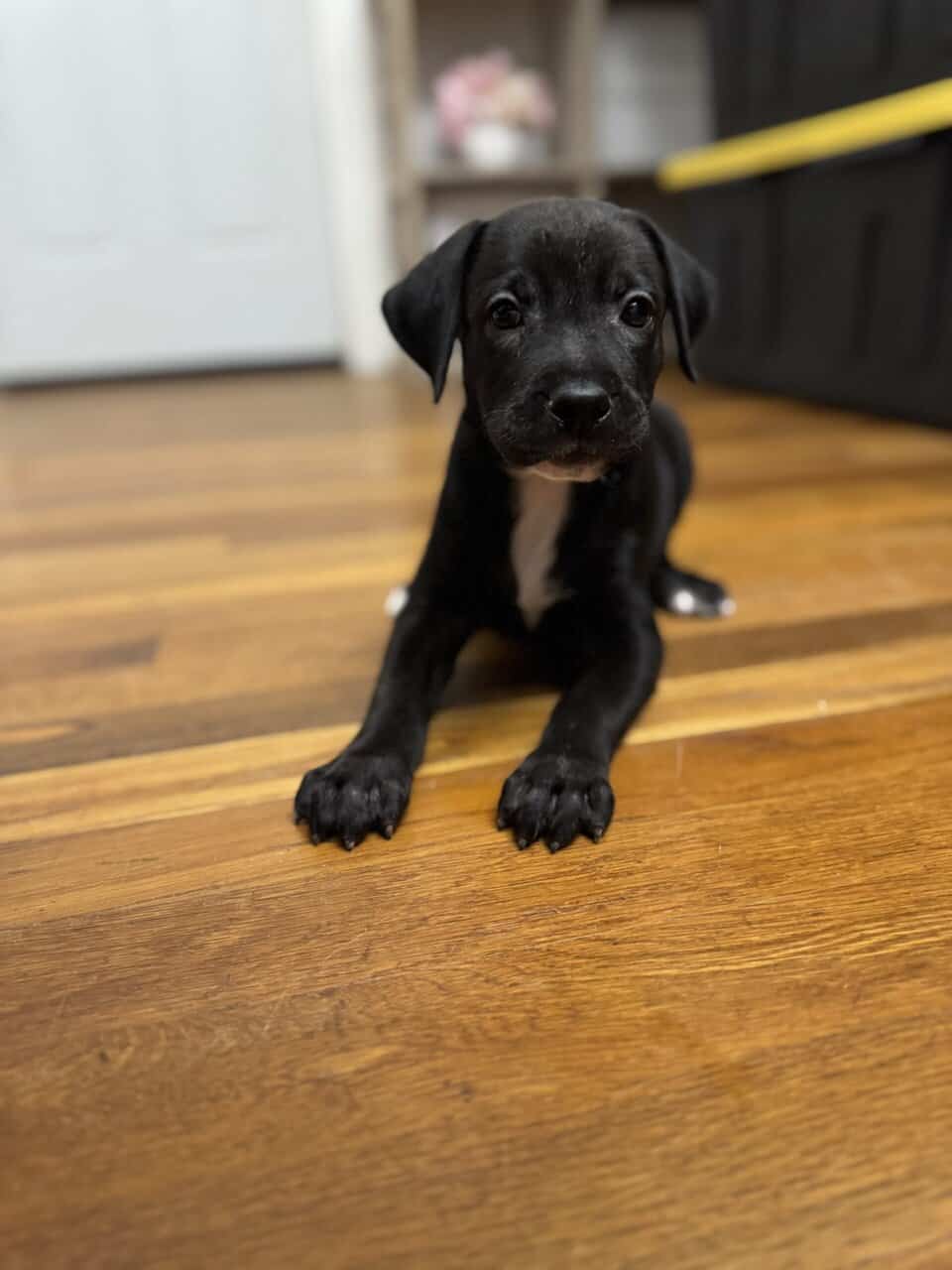Female puppy image 3