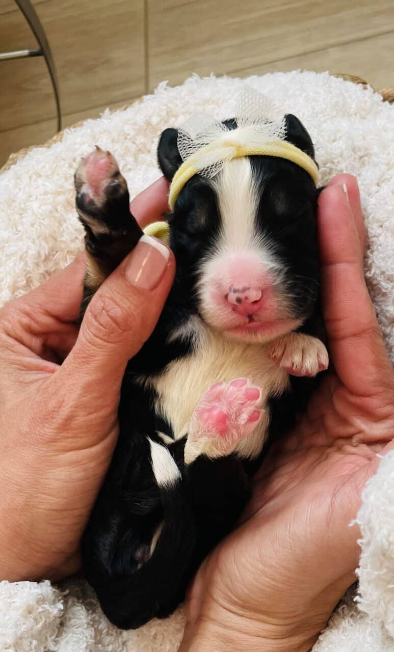 Bernedoodle F1 puppies image 16
