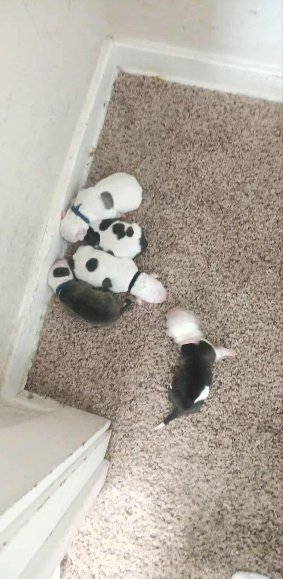 Puppies image 2
