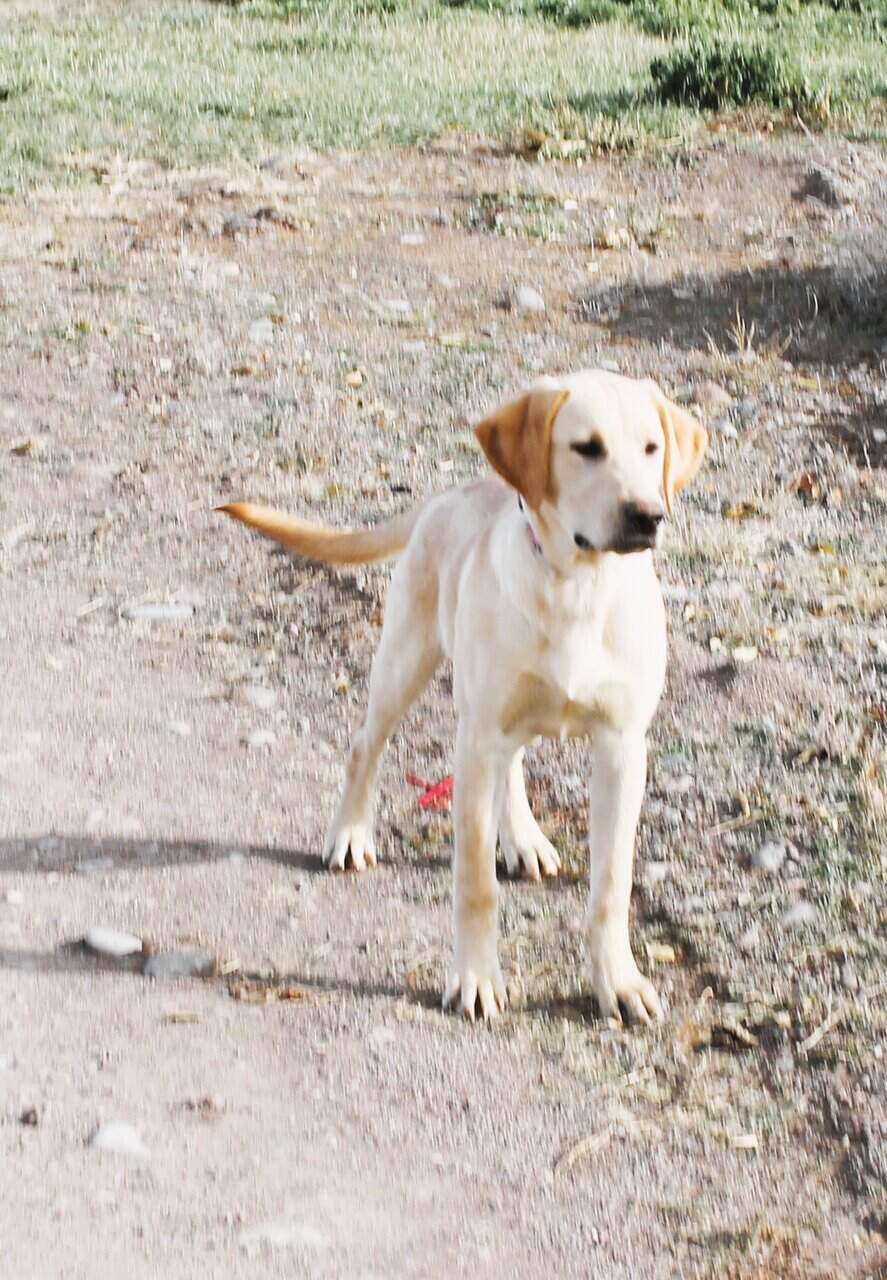 AKC Hunting Lab image 3