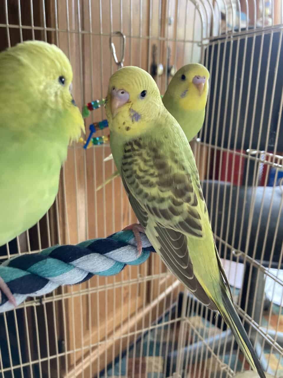 Hand Fed Budgies Available image 2