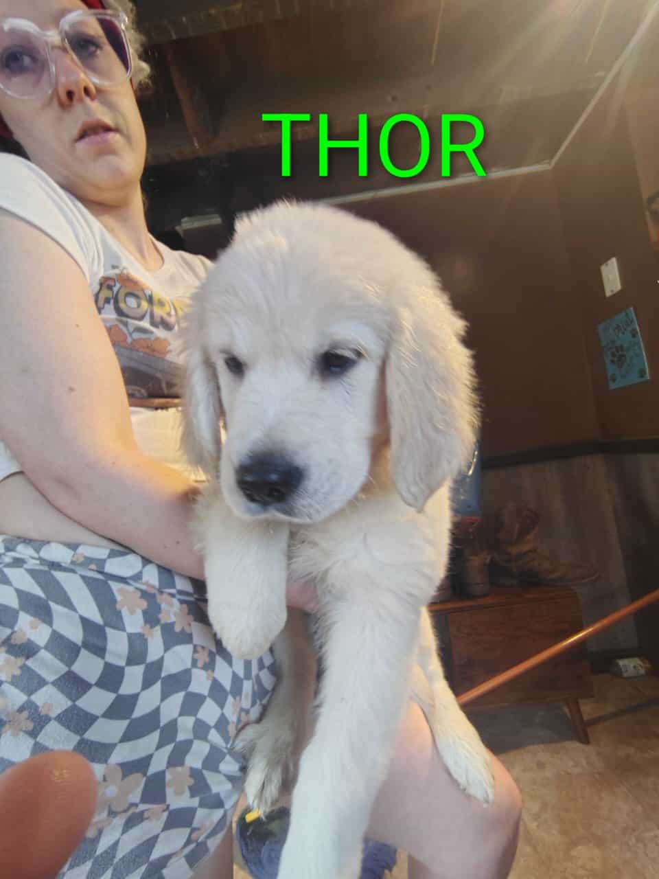English cream golden retriever puppies image 3