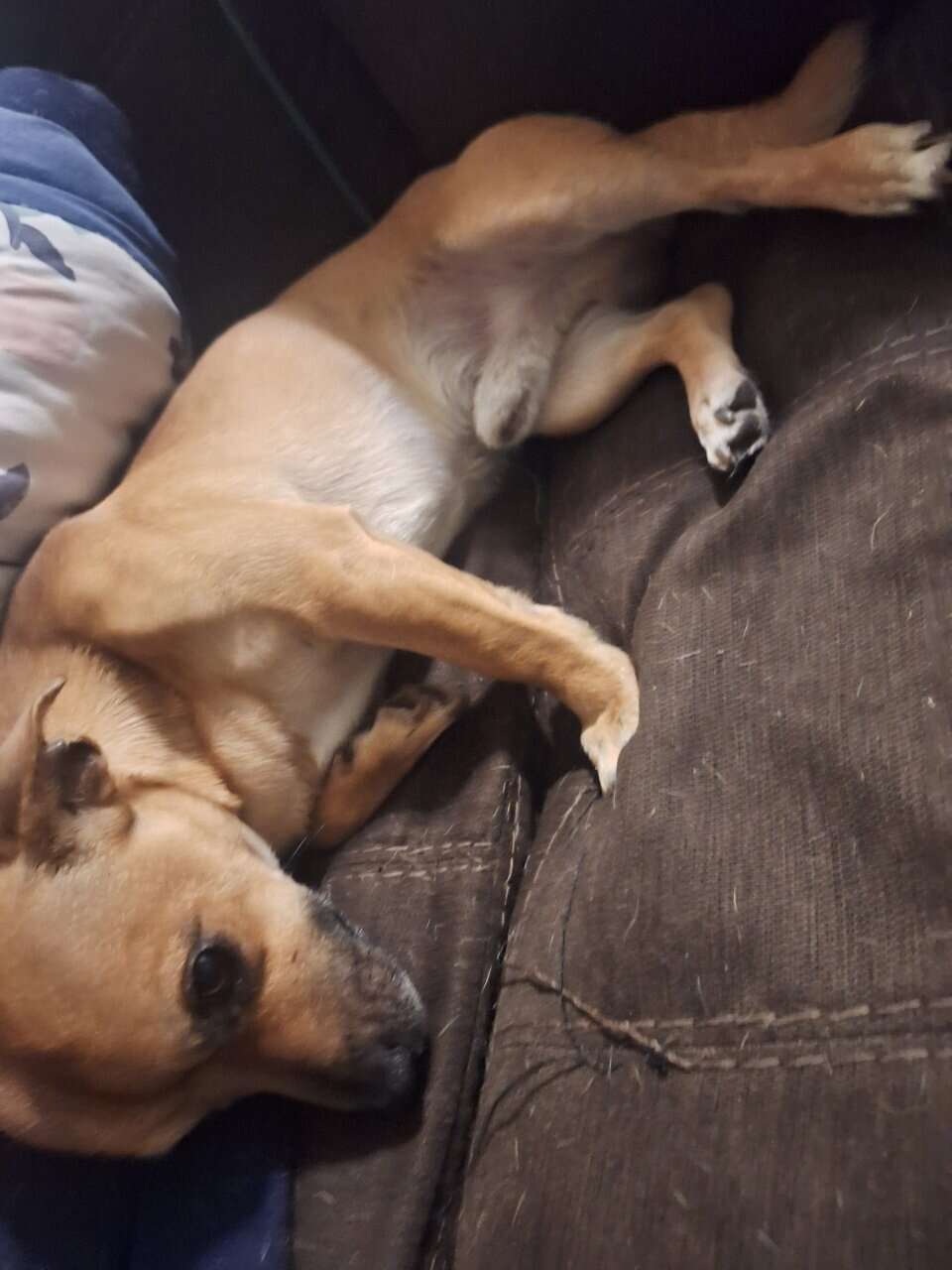 2 Free chiwawa mix image 3